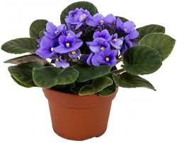 Violetas Africanas Saintpaulia para tu Jardín