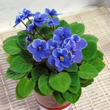 Violetas Bloom Green Co Africana Matthiola: Un toque de color y elegancia