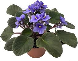 Violeta Africana Saintpaulia en Maceta Azul - Belleza Natural para tu Hogar