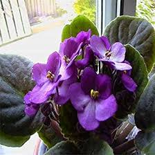 Semillas de Violeta Africana - Potseed